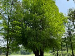 -南宁良凤江国家森林公园