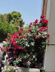 -安琪朵朵独栋花园月子中心