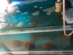 -海胆小馆(东北水饺·春柳店)