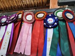 -北京群众马术培训基地