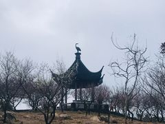 -香雪海