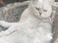 -喵屿·大理花园猫咖