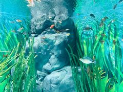 -上海海洋水族馆