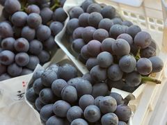 -马陆小张葡萄园农家乐