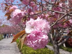 -高东镇樱花园