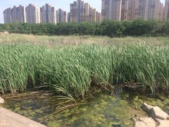 -前关湿地公园