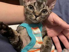 -山宅一喵德文卷毛猫舍