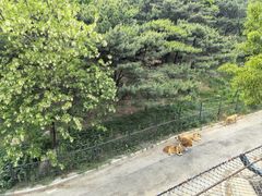 -大连森林动物园