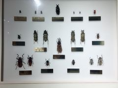 -上海昆虫博物馆