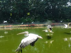 -广州长隆飞鸟乐园