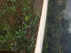 android_upload_pic-楠柏弯休闲山庄(梨花溪店)