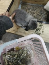 -神奇动物撸宠馆·羊驼·小浣熊·异宠(豫园店)