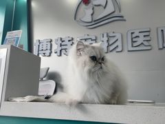 -博特宠物医院24h犬猫全科.骨科·异宠