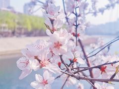 -桃花堤公园