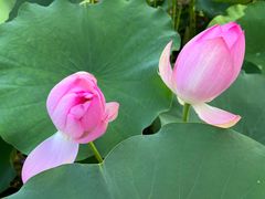 -莲花池公园
