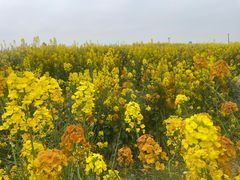 -三圣花乡旅游区