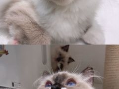 -喵喵咪呀布偶猫咖(春熙路店)