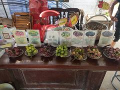 -马陆小张葡萄园农家乐