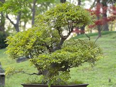 -扬州大运河文化旅游度假区·盆景园