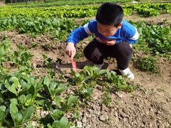 -前小桔亲子创意农场·草莓采摘·露营烧烤