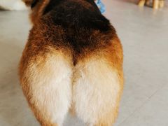 -汪说·狗咖(旺城大厦店)
