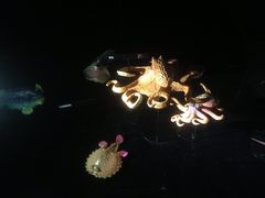 iphone_upload_pic-同济大学四平路校区深海探索馆