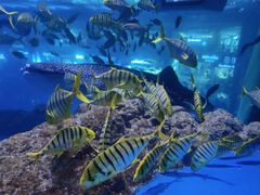 -成都浩海立方海洋公园