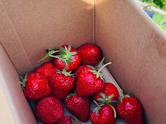 -小鱼草莓采摘园农家乐·小鱼餐厅