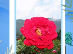 -亚龙湾国际玫瑰谷