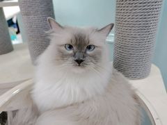 -安格丽娜·狗咖·猫咖羊驼咖(春熙路百盛商场店)