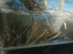 -褒河栈道渔庄(建工路总店)