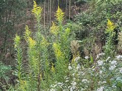 -东天目山风景区