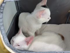 -纳吉亚猫专科动物诊疗中心(蒋宅口分院)