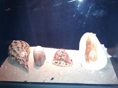 -亚龙湾中心广场·贝壳馆