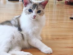 -momokira米努特·德文卷毛猫·棉花面纱犬