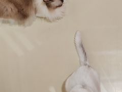-三花喵·撸猫购宠·宠物生活馆(虹桥南丰城店)