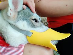 -Husky Go! 哈士奇体验馆·宠物咖啡厅狗咖