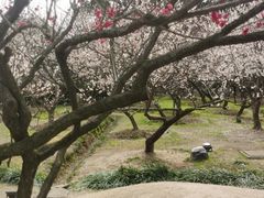 -香雪海