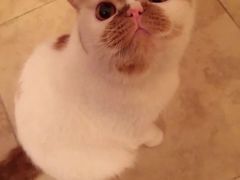 -鼎香缘海鲜自助火锅烤肉(锦辉购物广场店)