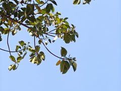 -安平桥
