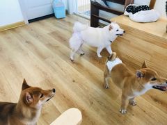 -柴犬小屋·柴餐厅·狗咖食堂(金鼎广场店)