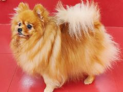 -和它·交个朋友·狗咖猫咖(爱琴海店)