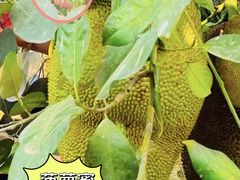 -西双版纳傣族园