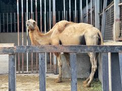 -泉州海丝野生动物世界