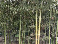 -王家大院