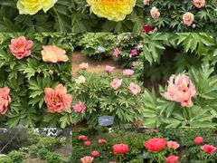 -国家植物园南园