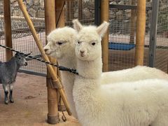 -杭州开元森泊度假乐园