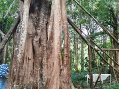 -中国科学院西双版纳热带植物园