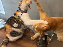 -Again Coffee Roaster(香蜜湖店)