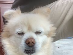 -佳怡动物医院·平价24小时·猫专科骨外科